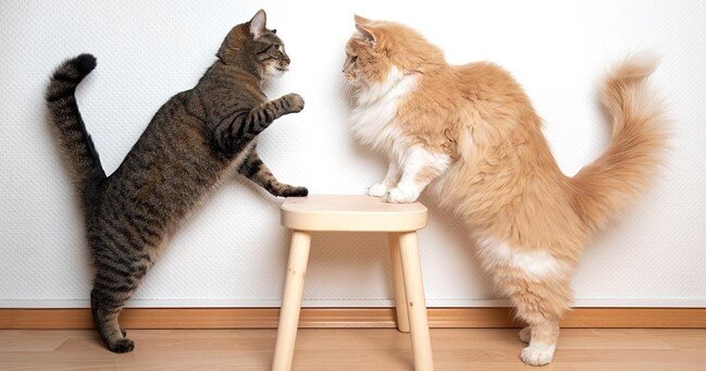 Dois gatos brigando com as patas