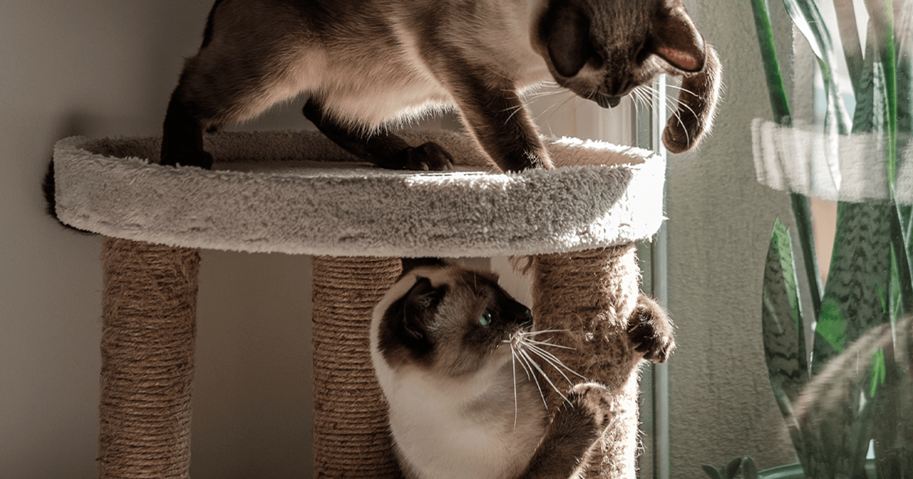 Dois gatos brincando em uma torre de vários níveis com postes para arranhar.
