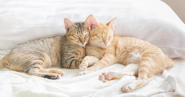 Dois gatos dormindo um ao lado do outro com as cabeças se tocando
