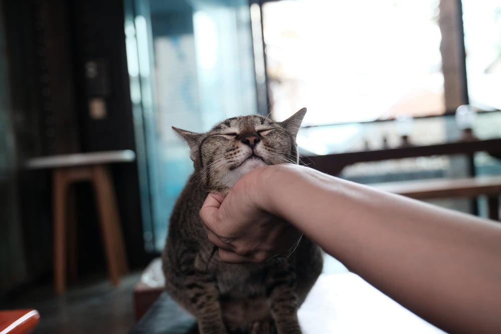 Las residencias de gatos- cómo dejar solo a mi gato