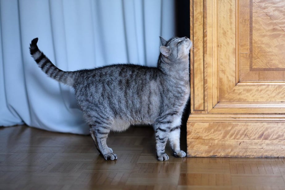 cat scratching cheek against wall