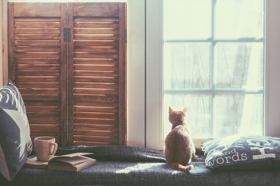 cozy cat looking out of window