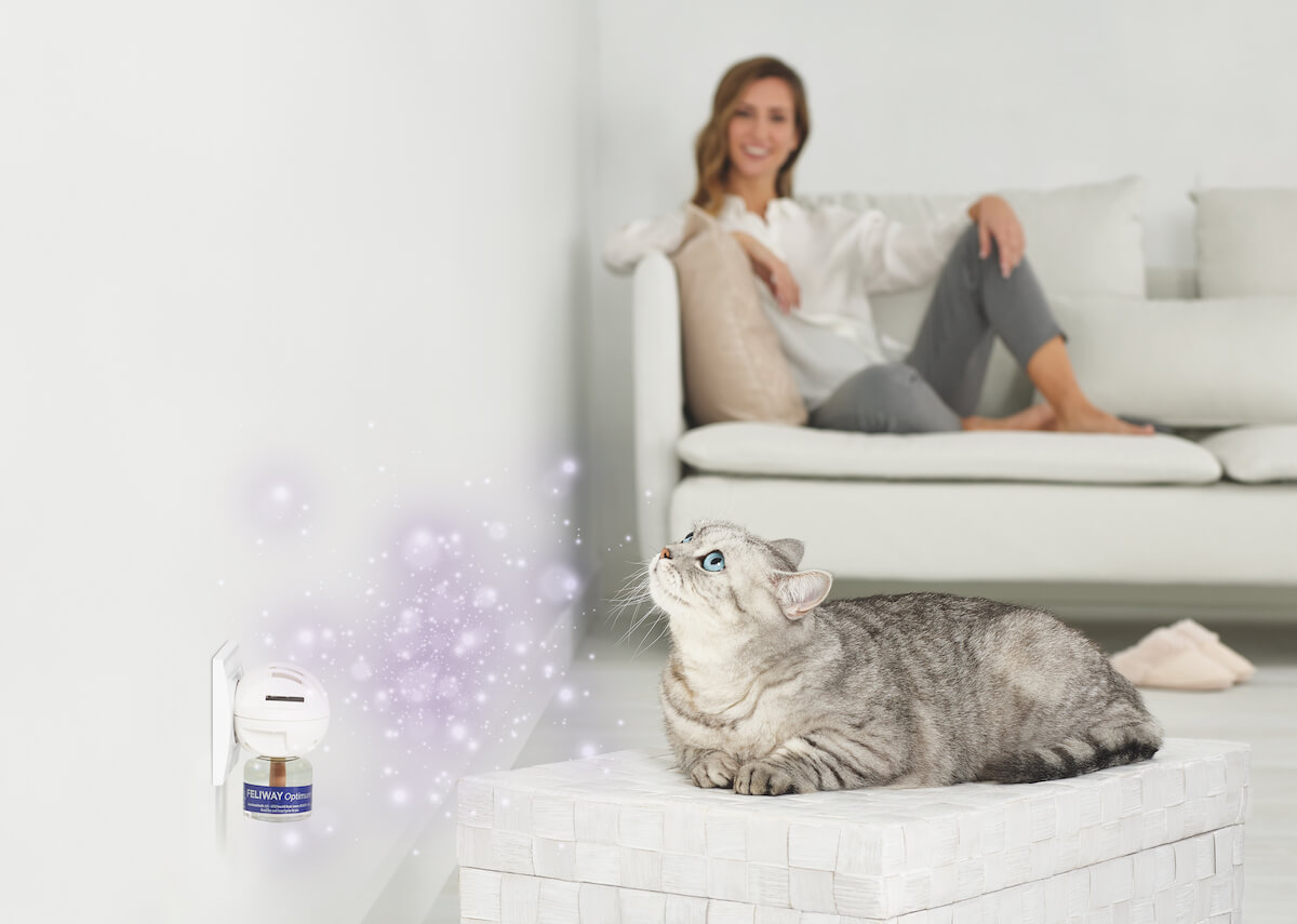 Entspannte Katze dank FELIWAY Optimum