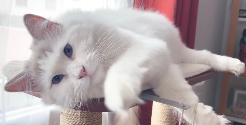 Feliway testen