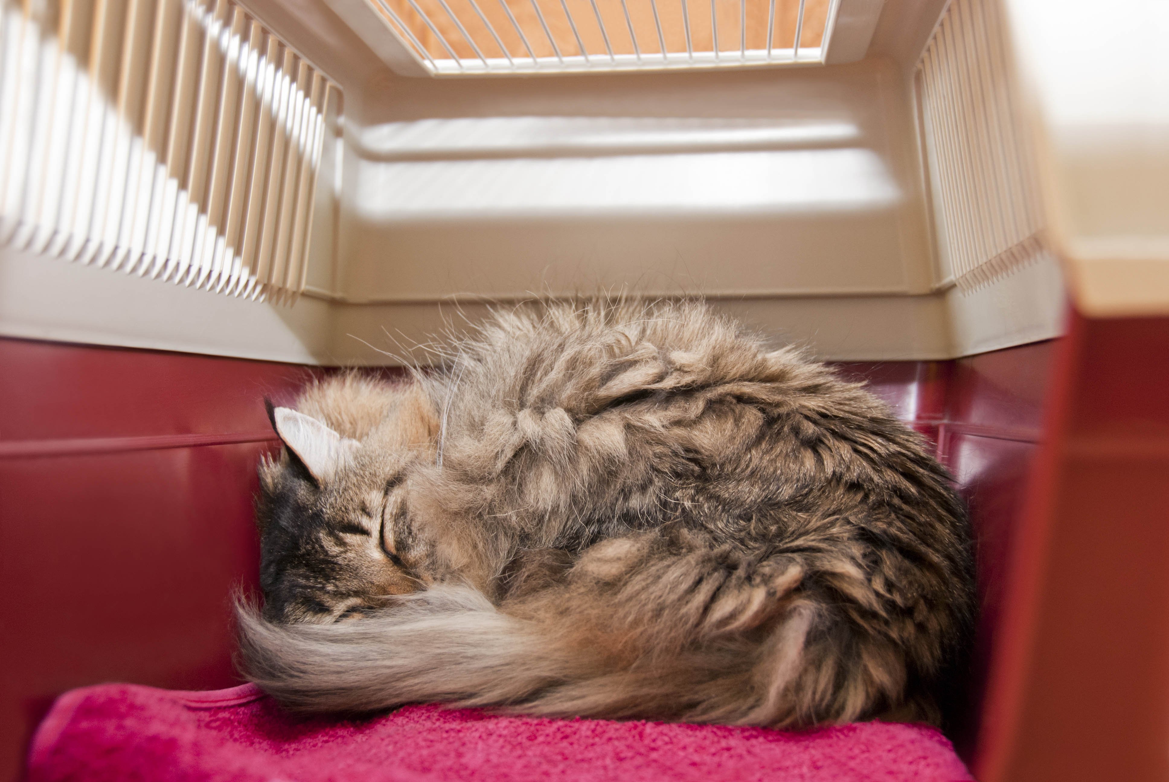 Entspannte Katze in Transportbox