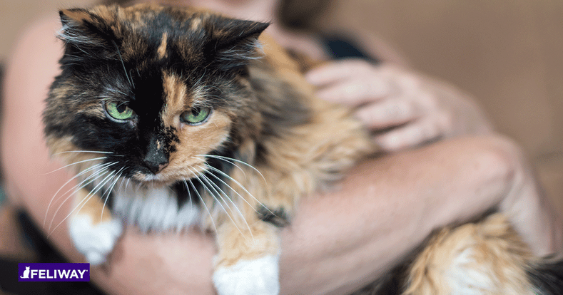 affetto del gatto