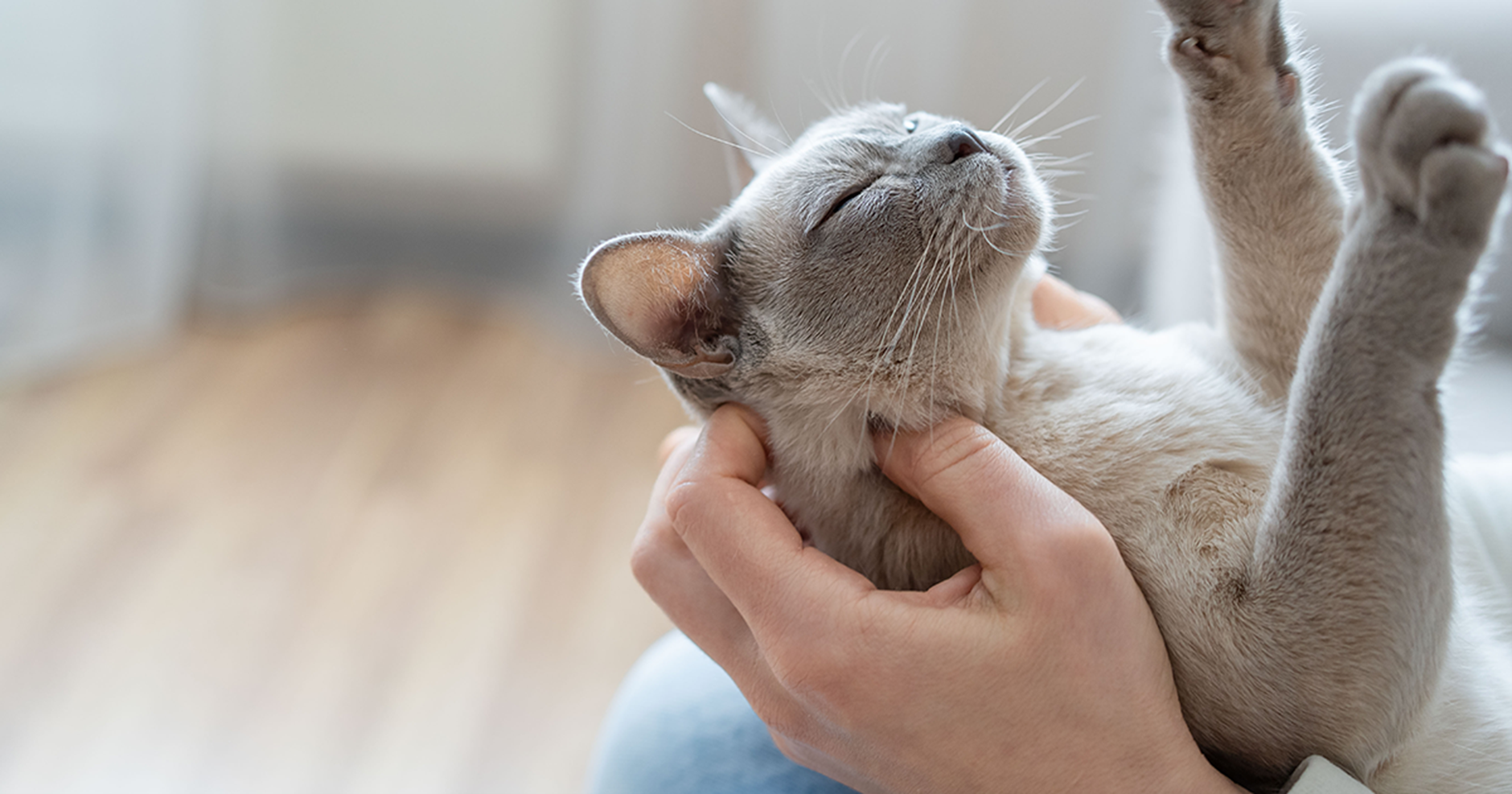 Gatinho cinza deitado de costas no colo do humano