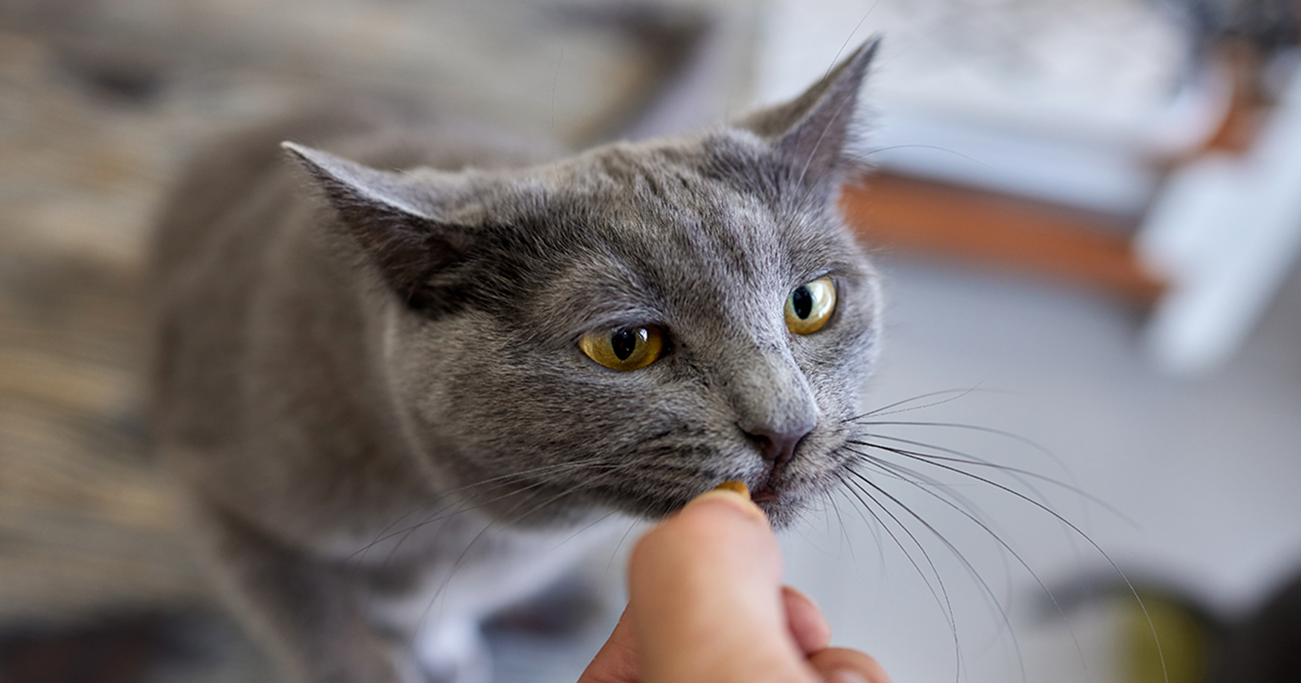 Gatinho cinza pegando cautelosamente um petisco de uma mão estendida