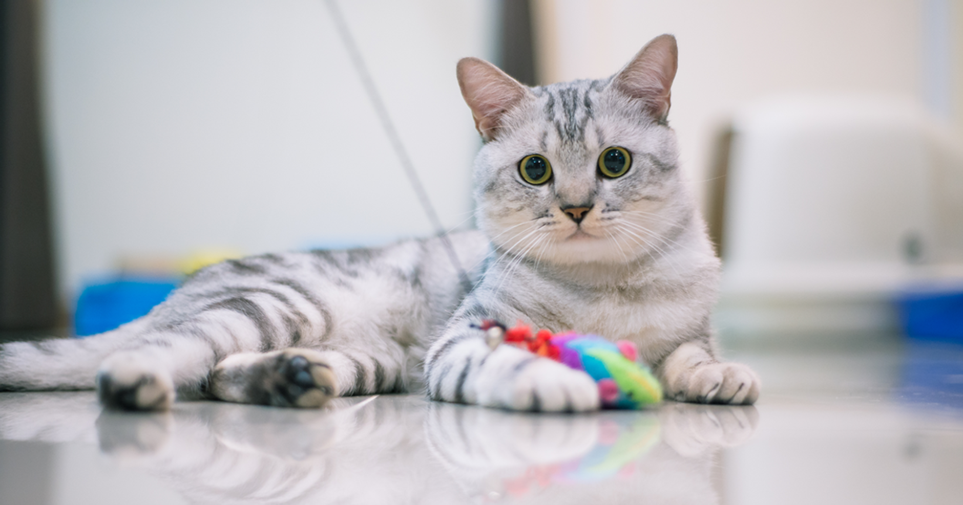 Gatinho fofo no chão com um brinquedo de vara de pescar