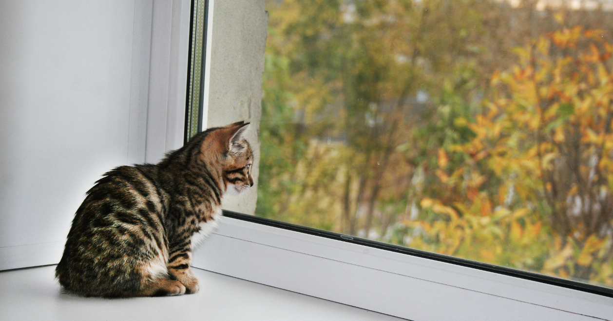 Gato Janela