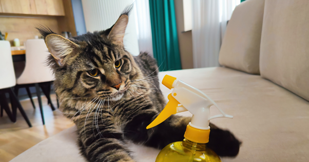 Gato Maine Coon deitado com as patas em volta de um borrifador de água.