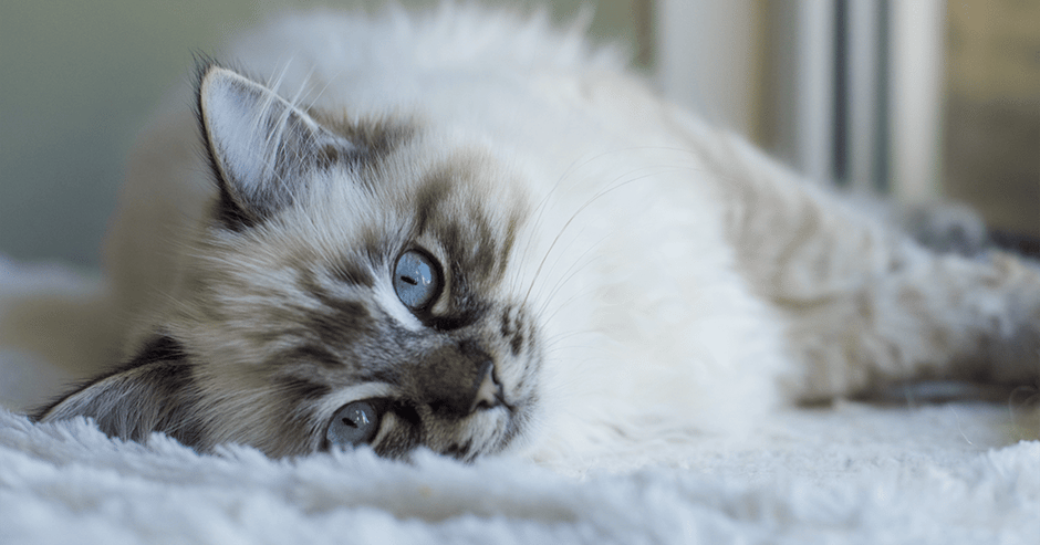 23 curiosidades sobre os gatos da raça Ragdoll