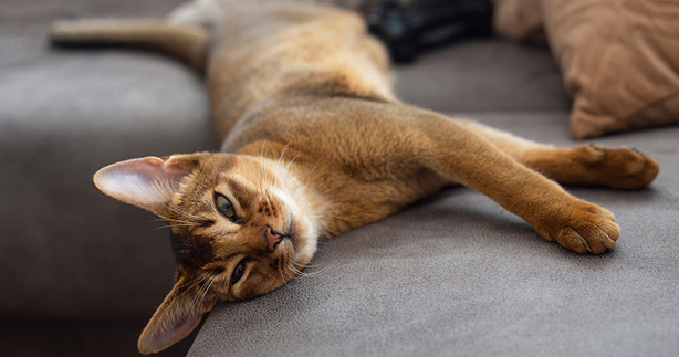 Gato abissínio deitado em um sofá cinza