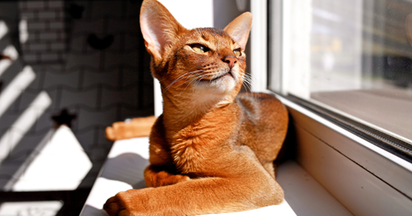 Gato abissínio deitado na janela, o sol brilhando sobre ele