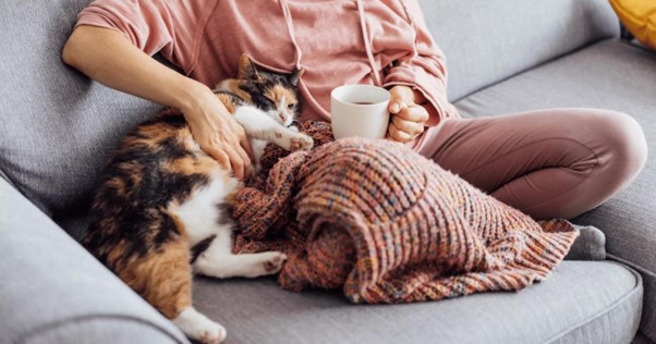 Gato aconchegado e descansando perto de uma pessoa em um sofá