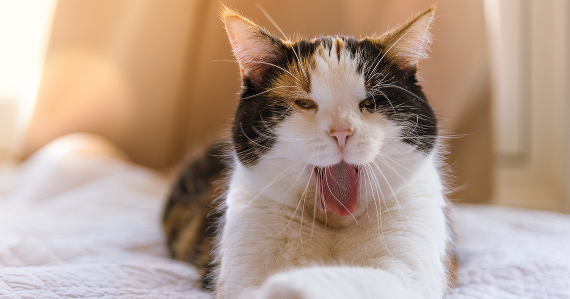 Gato acordando bocejando e deitado na cama