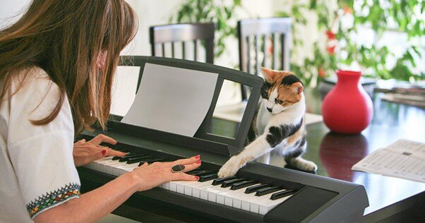 Gato batendo em uma tecla do teclado eletrônico enquanto seu humano toca música.