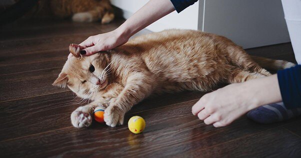 Gato caolho brincando com uma bola