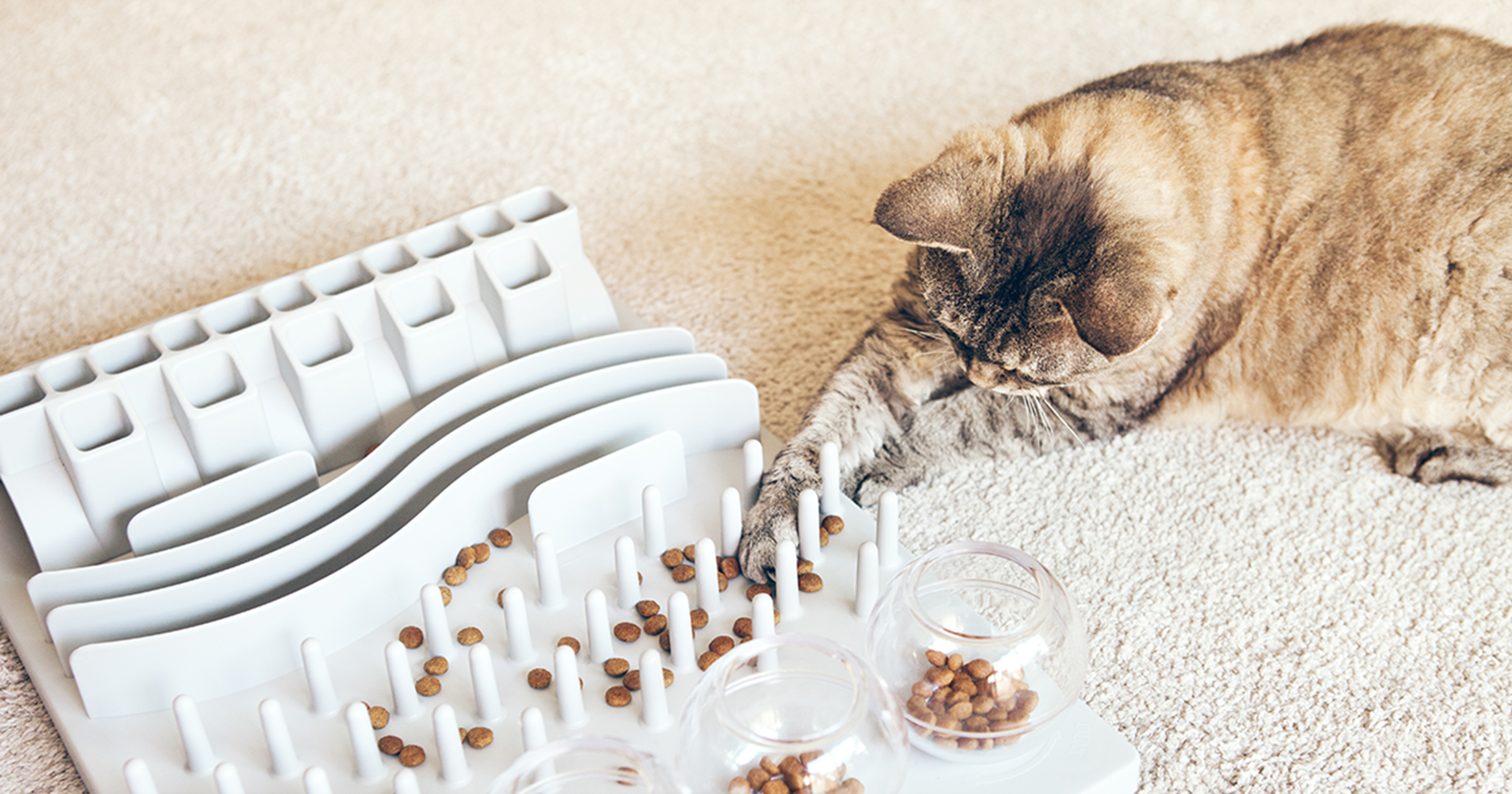 Gato caseiro brincando com um alimentador de quebra-cabeça