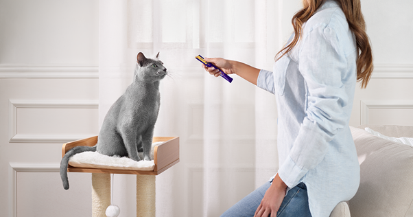 Grå kat, der nyder en Happy Snack by FELIWAY