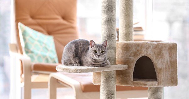 Gato cinza descansando em uma árvore de gatos