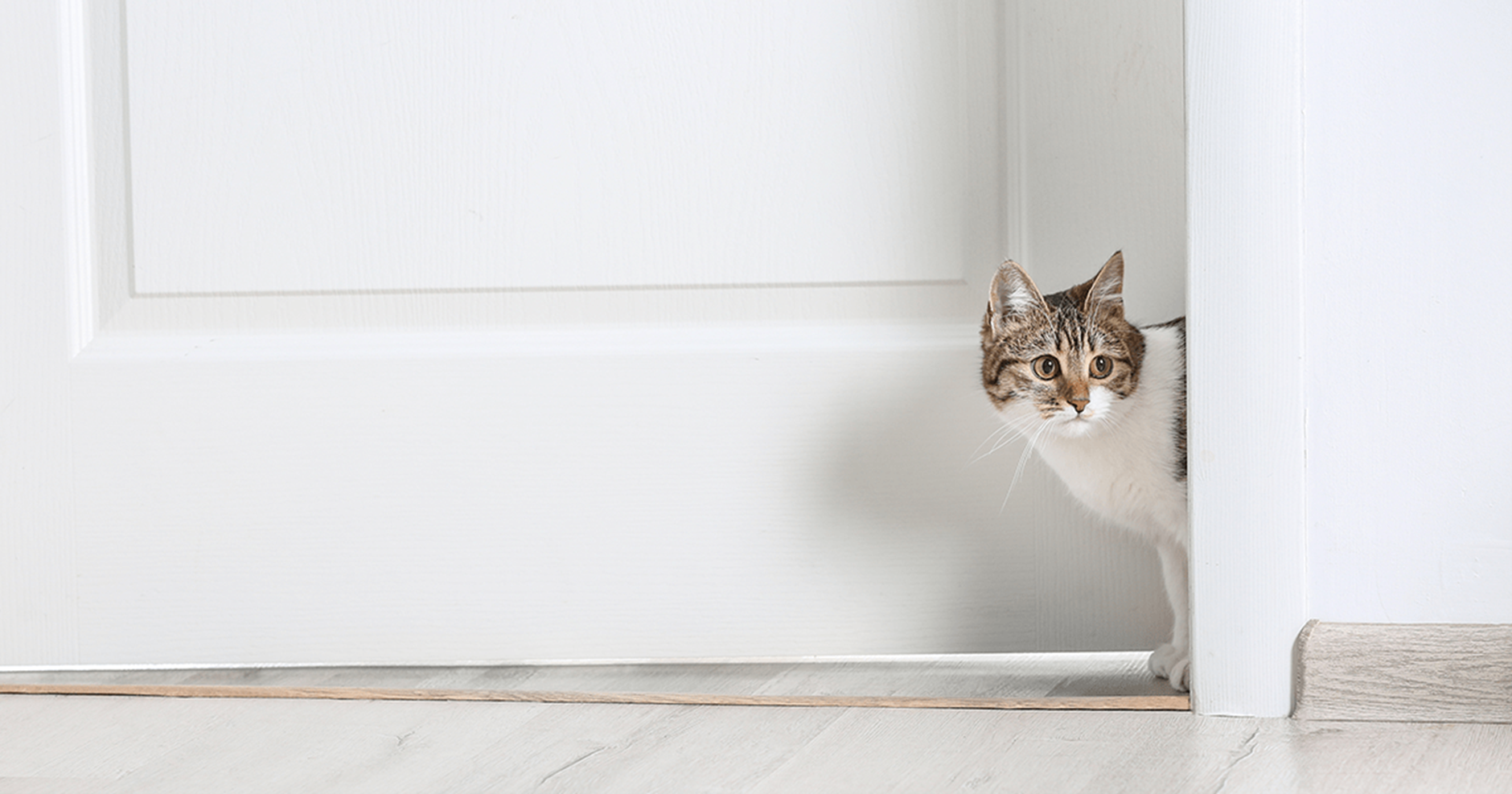 Gato cinza e branco passando por uma porta