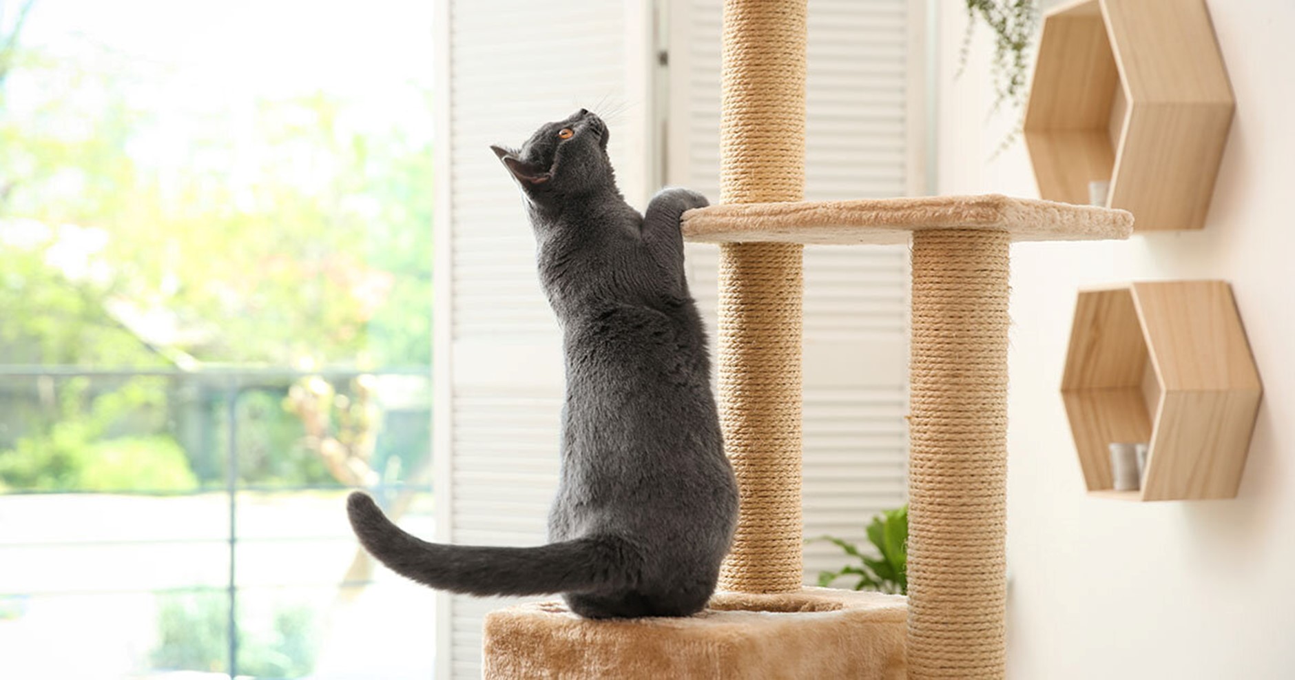 Gato cinza escalando a torre de gato.