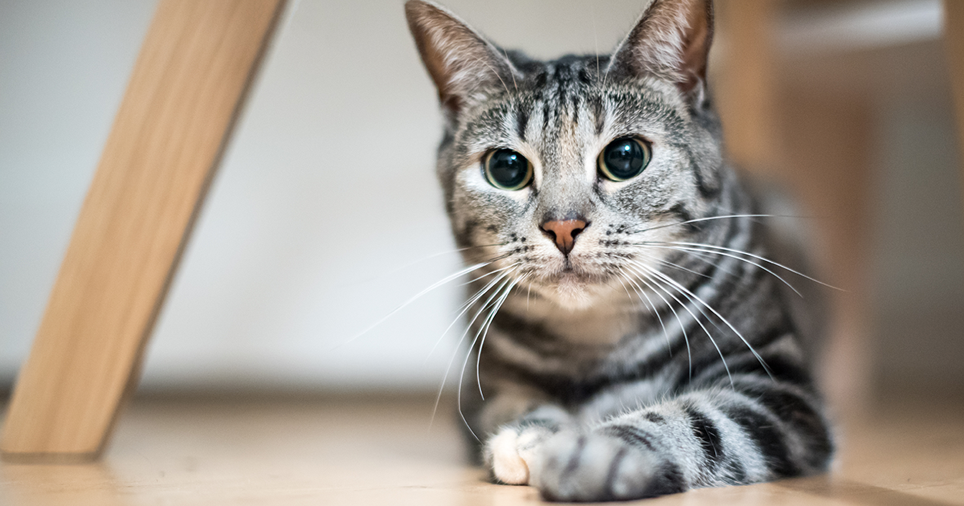 Gato de pelo curto com olhos dilatados.