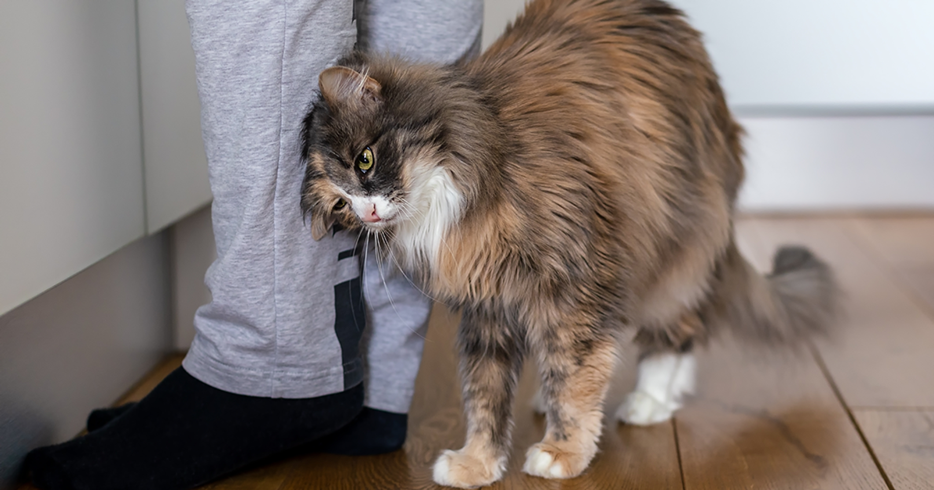 Gato de pelo longo se esfregando nas pernas de uma pessoa