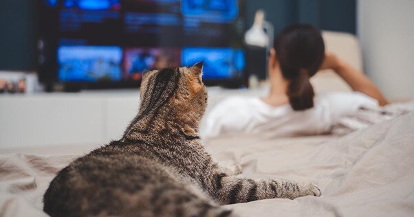 Gato deitado assistindo televisão