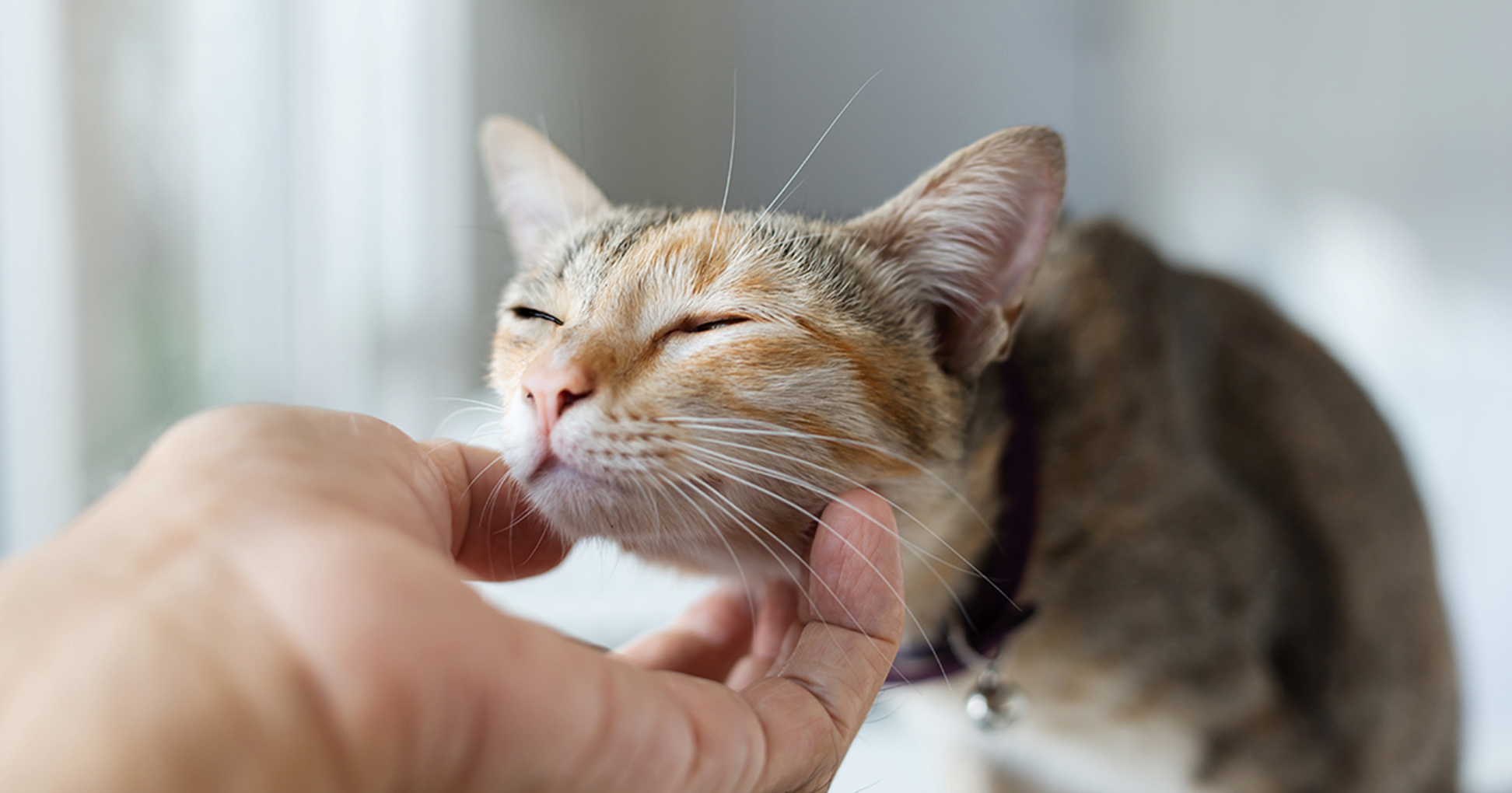 Gato desfrutando de uma pessoa coçando seu queixo