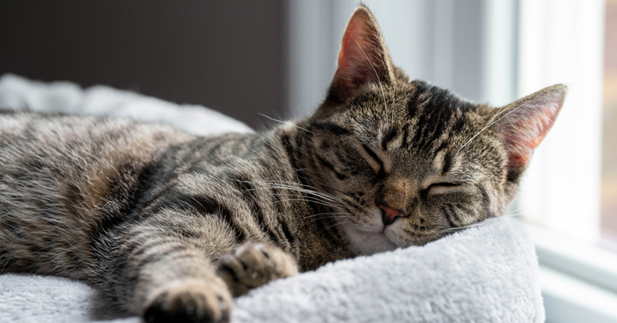 Gato dormindo na cama de gato perto da janela