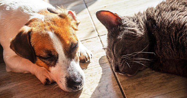 Gato e cão relaxando ao sol juntos