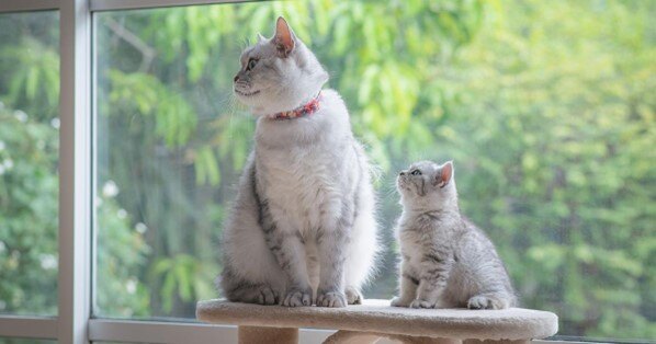 Gato e gato filhote sentados no poste de arranhar