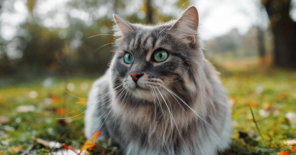 Gato em alerta ao ar livre