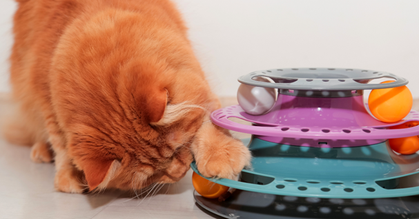 Gato laranja brincando com brinquedo de quebra-cabeça.