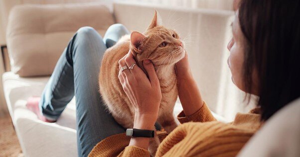 Gato laranja sentado no colo de seu humano, olhando para ele