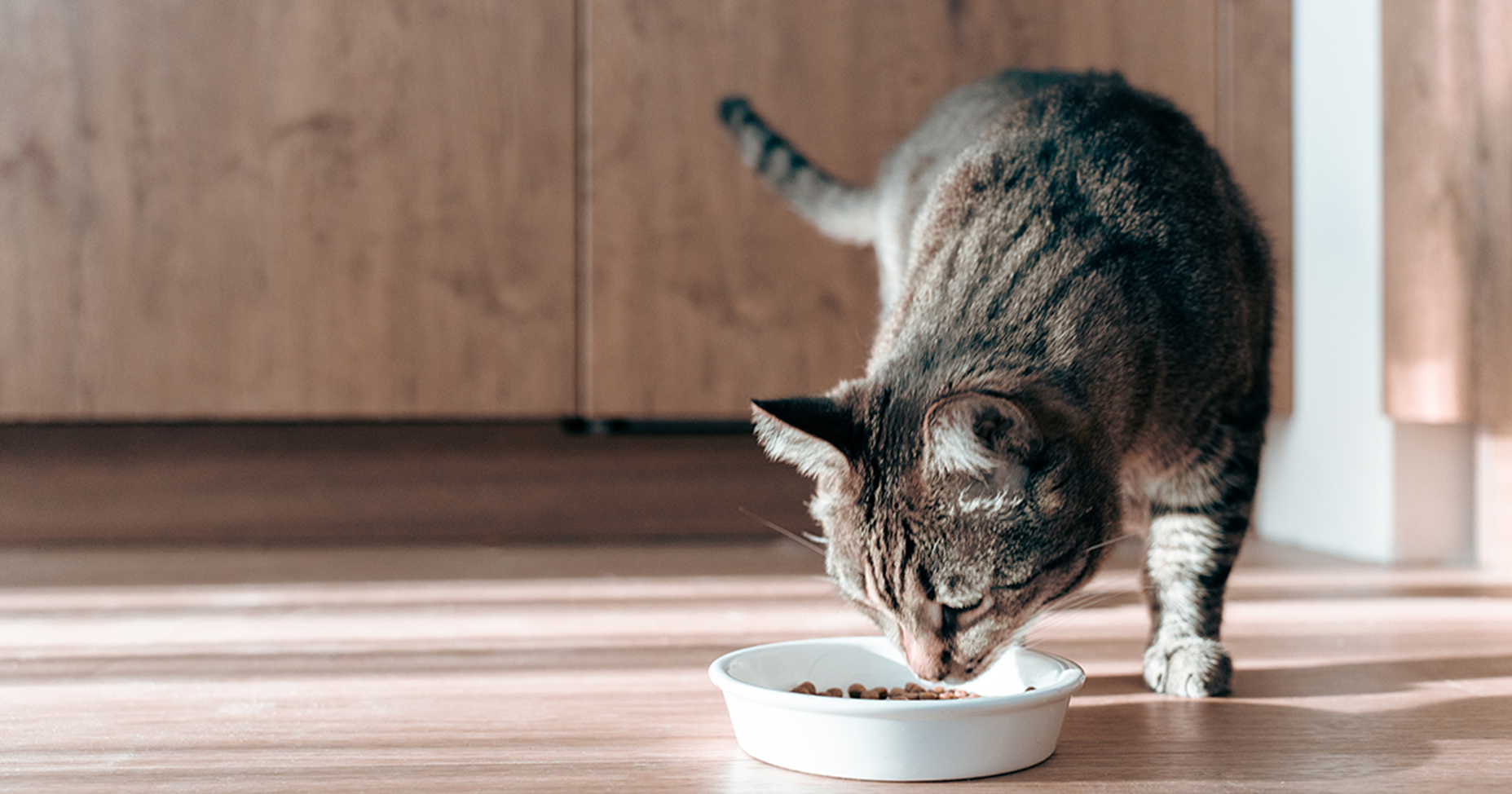 Gato malhado cinza comendo de uma tigela de comida branca