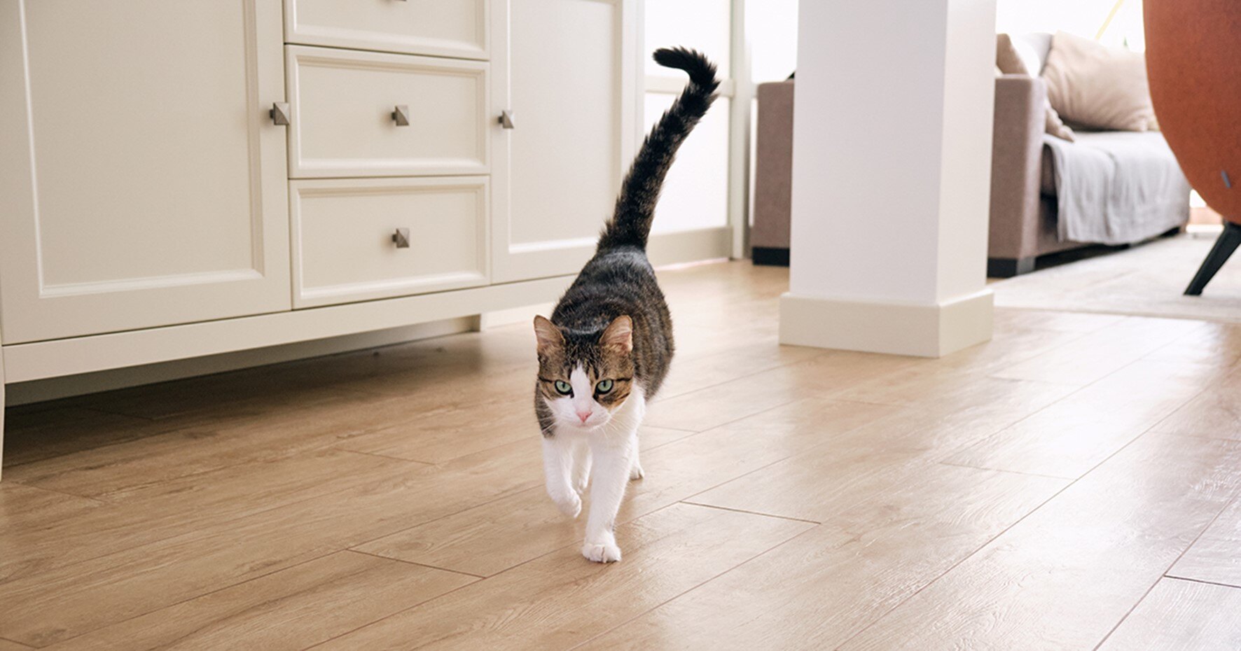 Gato malhado e branco andando em uma sala