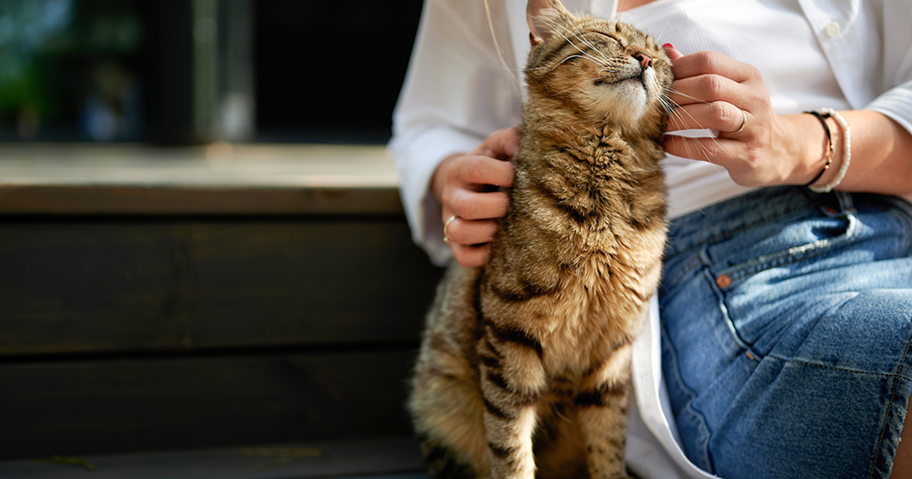 Gato malhado listrado sentado ao sol ao lado de uma mulher em um banco