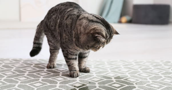 Gato malhado olhando para uma mancha úmida no chão.