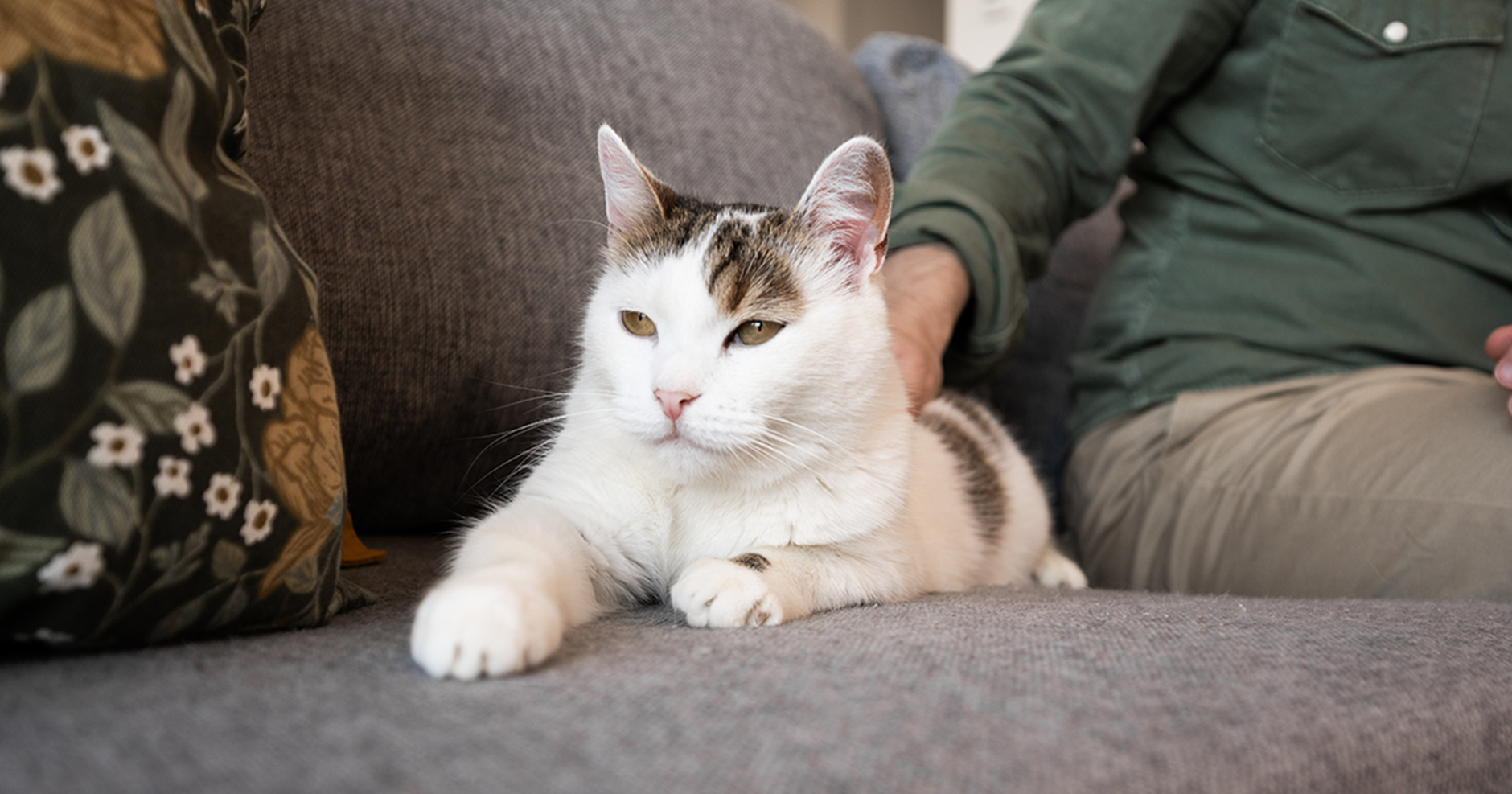 Gato no sofá junto com seu humano