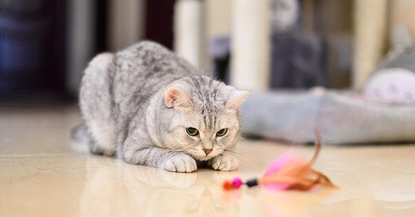 Gato observando um brinquedo.