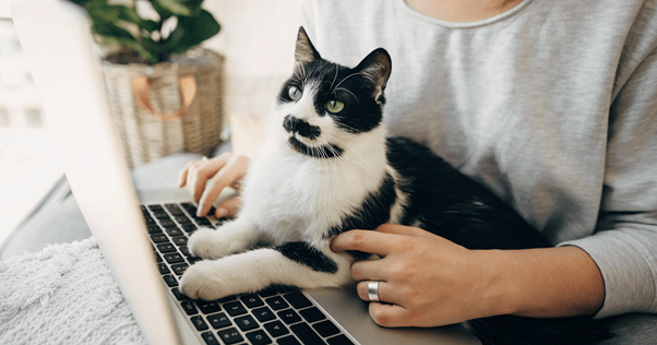 Gato preto e branco sentado em um laptop