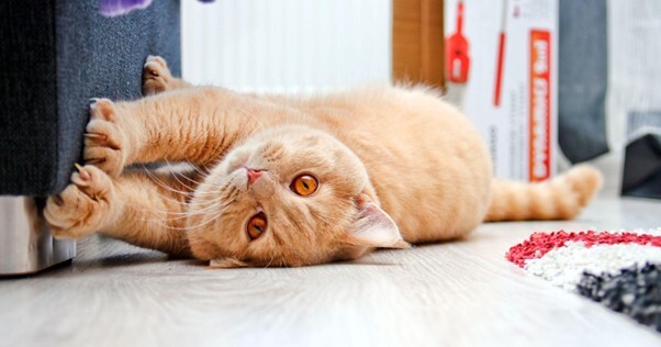 Gato ruivo arranhando o sofá