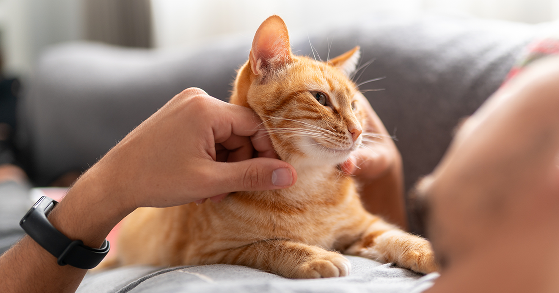 Gato ruivo deitado no peito de um homem.