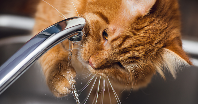 Gato ruivo fofo mexendo na água escorrendo de uma torneira