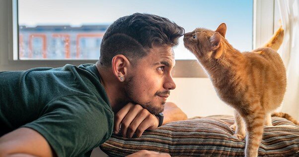 Gato ruivo investigando o cabelo de um jovem