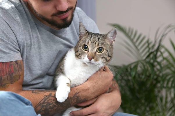 Cosa fare se il gatto ha paura dei fuochi d’artificio