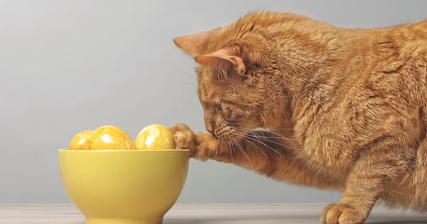 Evitez à votre chat de manger les oeufs en chocolat car il pourrait s'empoisonner faites attention au chocolat, toxique pour les chats
